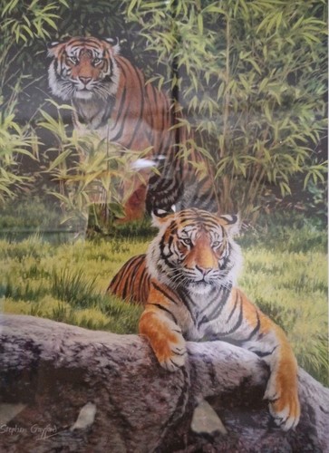 Tigers secret admirer - 2, 'secret