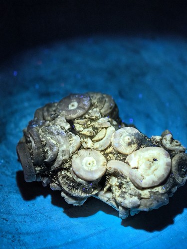 Crinoid fossil cluster - crinoid, /