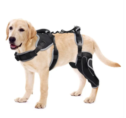 Dog knee brace for - (left, leg)for