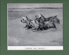 Maud Earl ~ Yorkshire Terrier