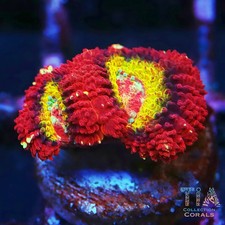 Red Rainbow Asian Acan | NOT