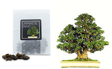 30 Japanese Privet Bonsai