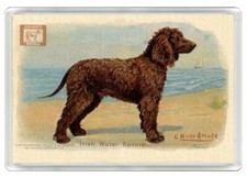 IRISH WATER SPANIEL DOG ART