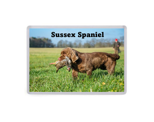 Sussex spaniel dog jumbo - sussex,