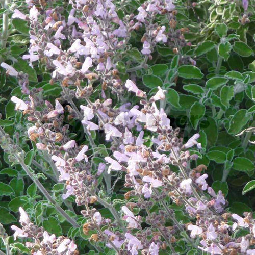 Sage greek plant garden - sage, 1