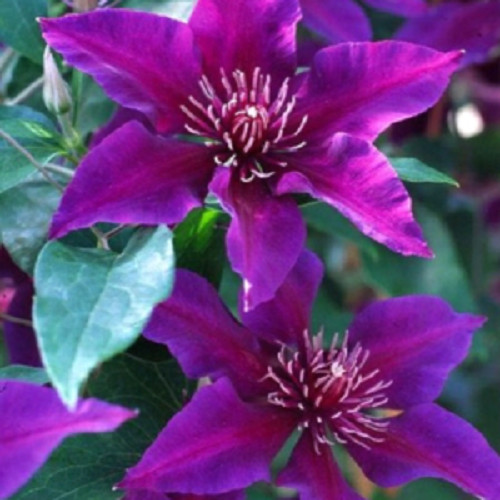 Dark purple pink clematis - dark,