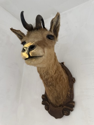 Taxidermy deer down - taxidermy,