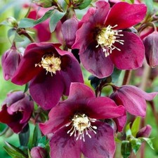 Helleborus x hybridus 'Hello