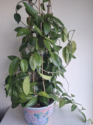 Hoya carnosa silver speckled - ,