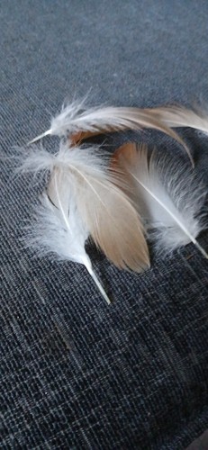 Duck feathers craft fly - duck, craft,