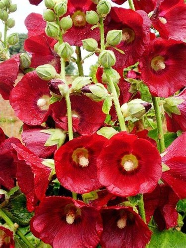 Red hollyhock cottage - hollyhock,