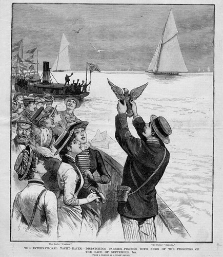 Carrier pigeons dispatching - pigeons,