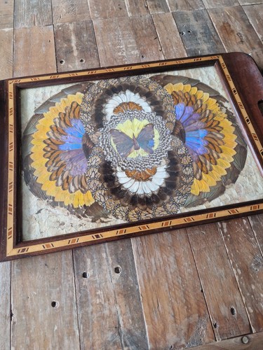Vintage brazilian blue - brazilian, morpho