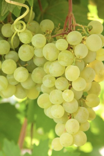 Vitis lakemont seedless grape - seedless,