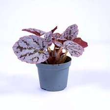 Begonia rex Chayo 6cm Live