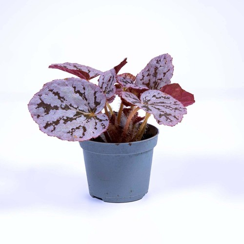 Begonia rex chayo - begonia, 6cm