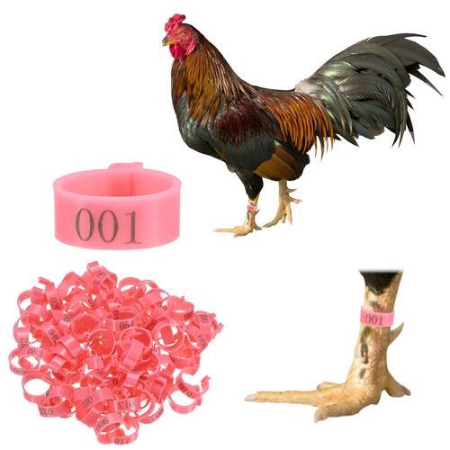 100 pack chickens leg - chickens, bands