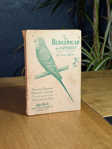 The budgerigar captivity - budgerigar, in