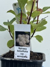 Spiraea betulifolia var. aemiliana Hardy Flowering Garden Shrub in 8 cm Pot