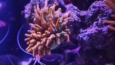 Rainbow Bubble Tip Anemone
