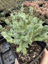 Rare Euphorbia - Euphorbia