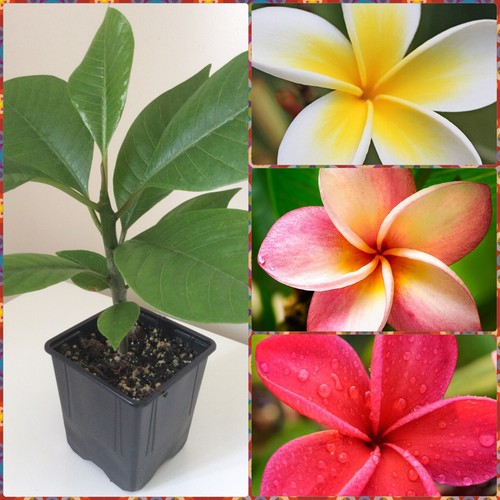 Plumeria rubra frangipani - plumeria, rubra,