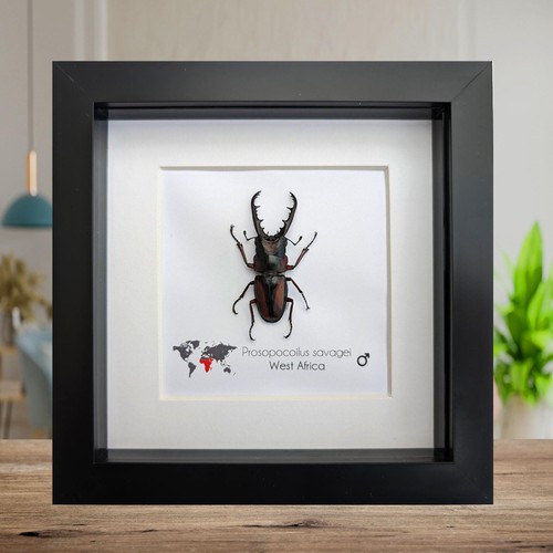 Framed prosopocoilus savagei