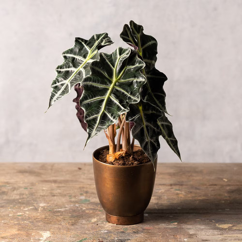 Alocasia polly african - alocasia, mask