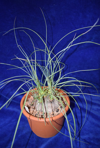 Caudex calibanus hookeri - caudex,