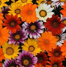 Gazania mini plug - , plants