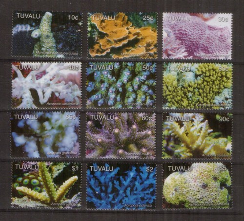 Tuvalu 1291 coral - tuvalu,