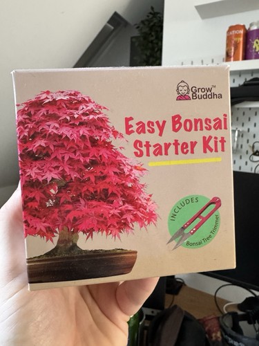 Grow buddha bonsai growing - grow,