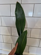 Aspidistra Elatior Akebono