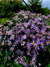 Purple Michaelmas Daisy 3ltr Size Herbaceous Perennial