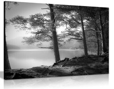 Black & White Lake Pine trees