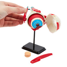 Human Anatomy Eye Model | 35