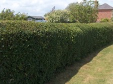 Best Value High Security Thorny bare root mixed native hedgerow planting scheme!