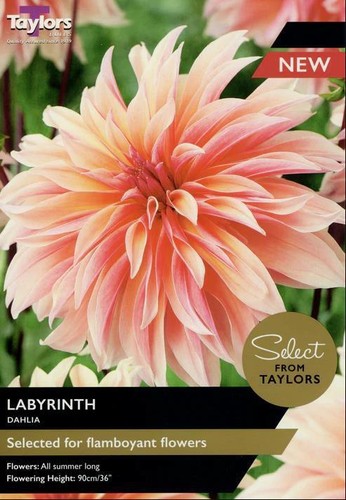 Dahlia bulb tuber labyrinth - dahlia, bulb/tuber