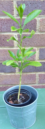 Lemon citrus tree plant 9cm - lemon, in
