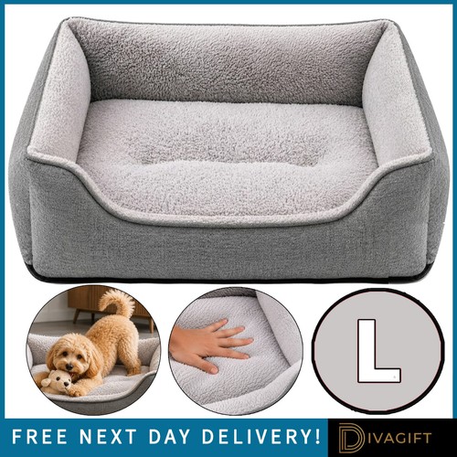 Large grey pet dog - pet,