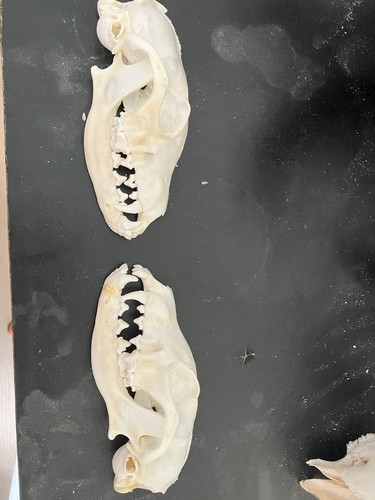 Pair fox skull half taxidermy - pair,