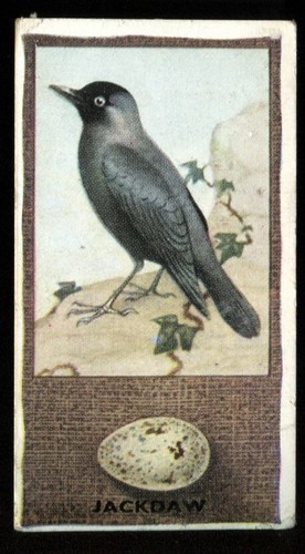 Tobacco card godfrey - card,,