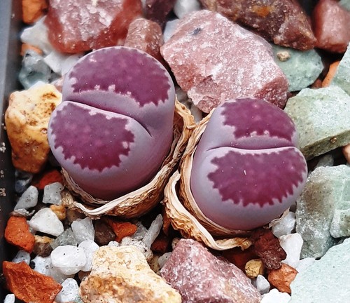 Seeds lithops salicola - seeds,