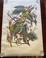 carolina parrot  john j audubon frse mws #6 plate 26 poster pstacus carolinensis