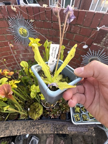 Pinguicula eye spy winter - pinguicula,