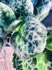 Pretty Turtle Streptocarpus