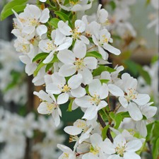 Crab Apple Fruit Hardy Tree Garden Plant Malus 'Sugar Tyme' 12L or 25L Pots T&M