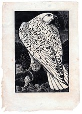 Tunnicliffe: Greenland Falcon