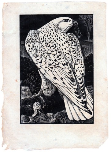 Tunnicliffe greenland falcon - tunnicliffe:,