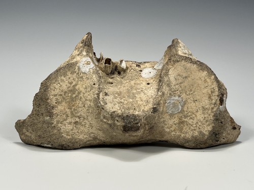 Miocene nomini cliffs - nomini,